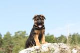 BERGER ALLEMAND 117